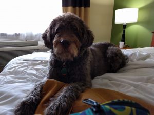 Siena loving the hotel bed.