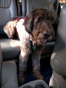 Siena sit-standing in the car!